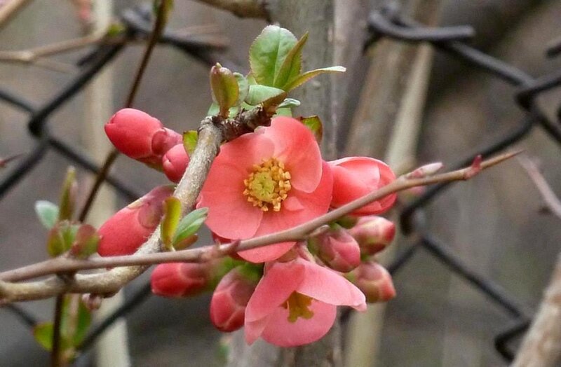 Pink Quince Flower — Calm