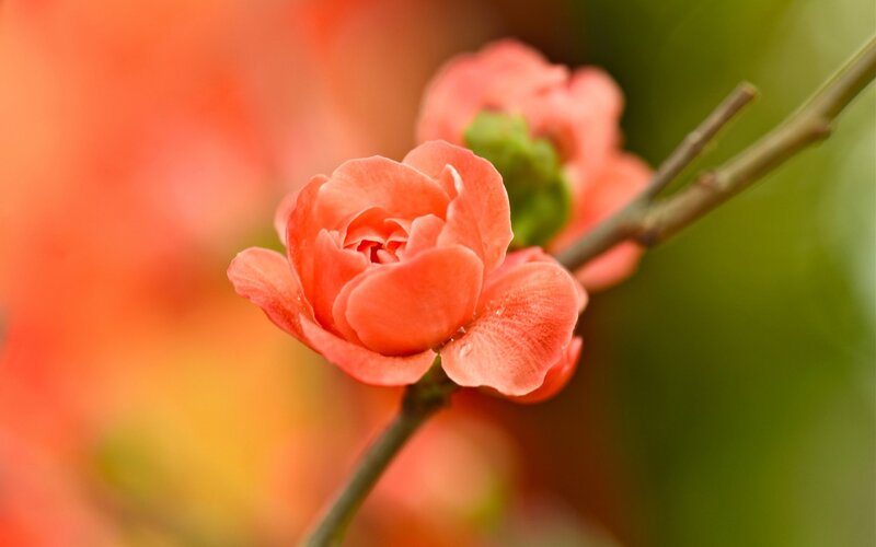 Pink Quince Flower — Serene, Spring