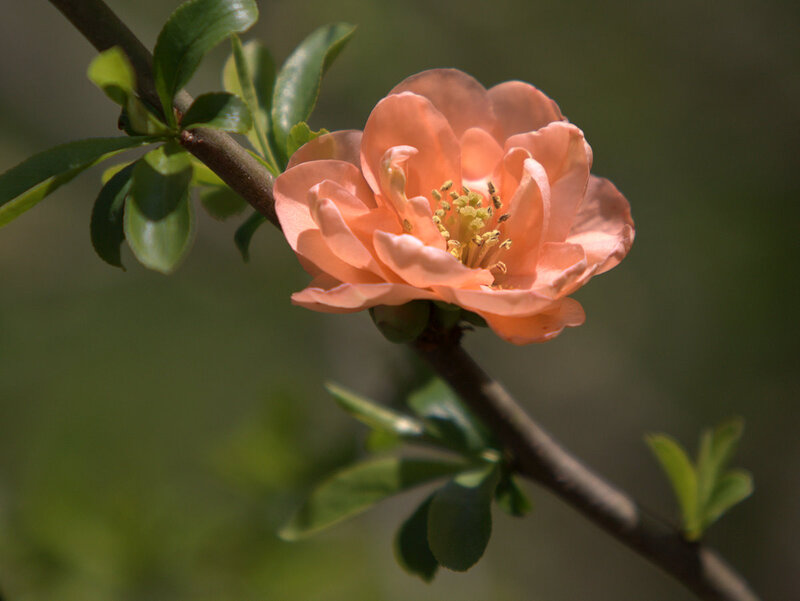 Pink Quince Flower — Serene