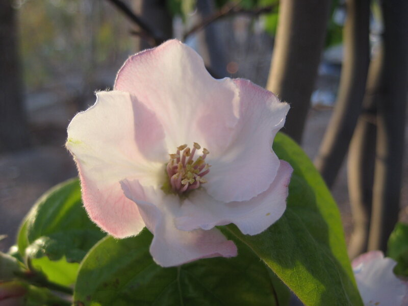 Pink Quince Flower