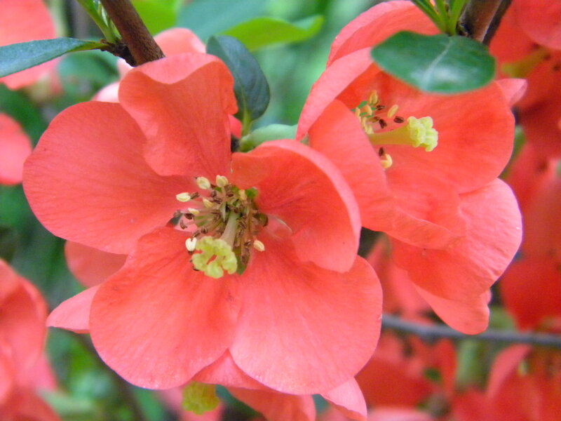 Pink Quince Flowers — Calm