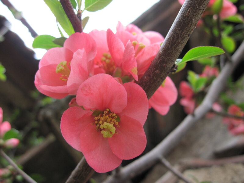 Pink Quince Flowers