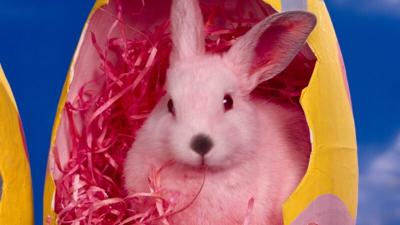 pink rabbit in egg