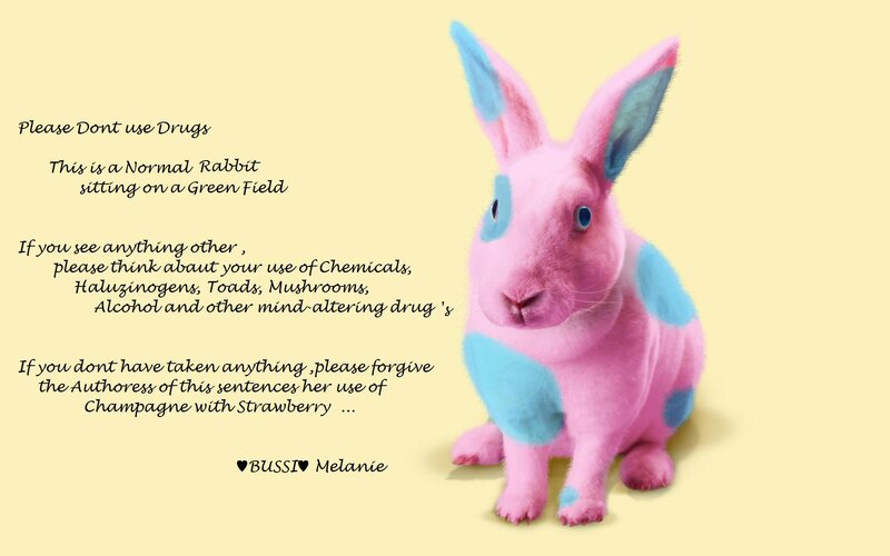 Pink Rabbit with Blue Spots