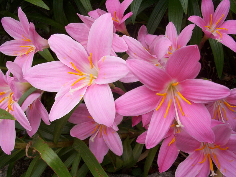 Pink Rain Lilies — Calm