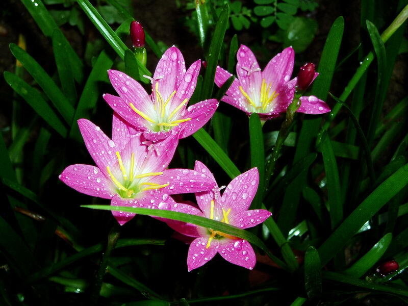 Pink Rain Lilies — Serene, Morning