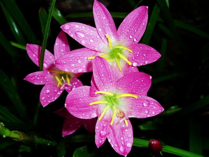 Pink Rain Lilies — Serene, Night