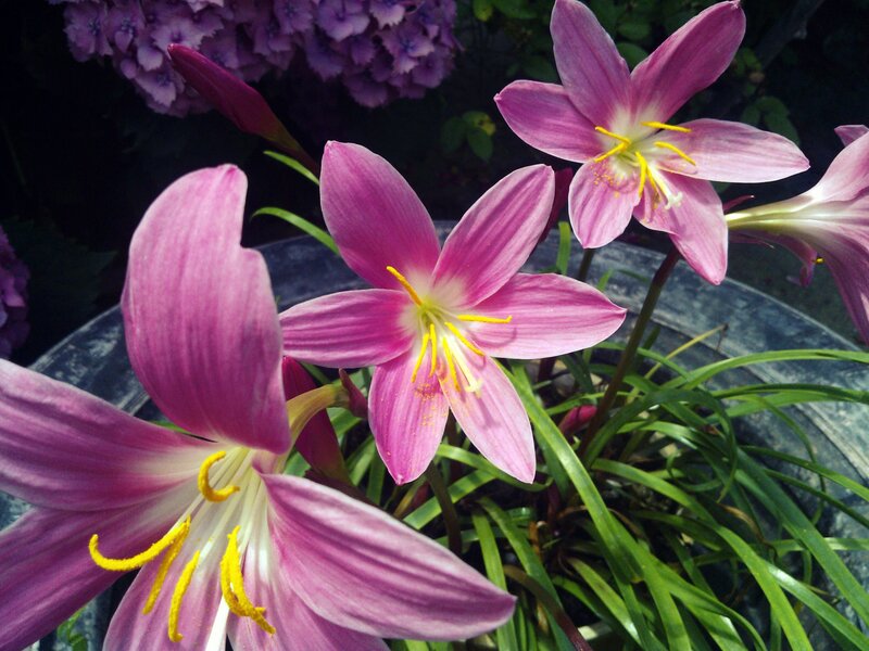 Pink Rain Lilies — Serene