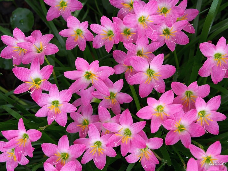 Pink Rain Lilies