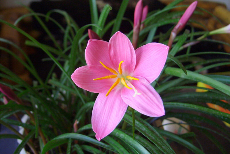 Pink Rain Lily Flower — Calm