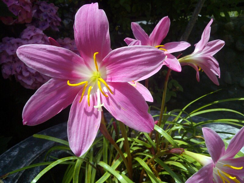Pink Rain Lily Flower — Serene