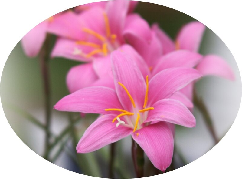 Pink Rain Lily Flower