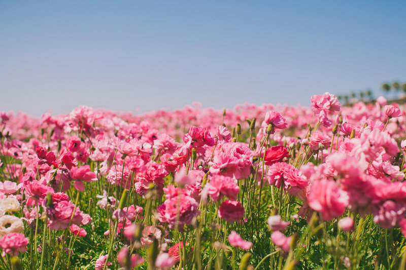 Pink Ranunculus Field