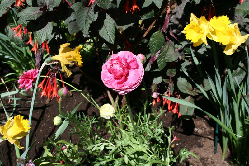 Pink Ranunculus Flower — Bright