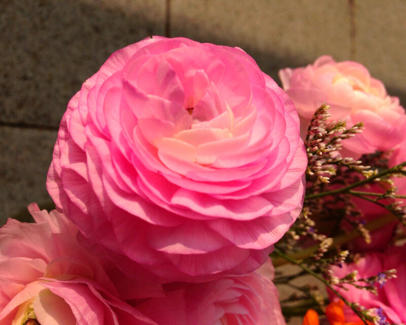 Pink Ranunculus Flower — Calm, Afternoon, Photograph, Bloom