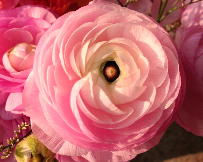 Pink Ranunculus Flower — Calm, Afternoon, Photograph, Bud