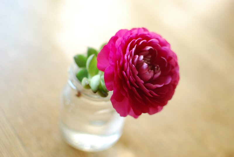 Pink Ranunculus Flower — Calm, Afternoon, Photograph, Glass Jar