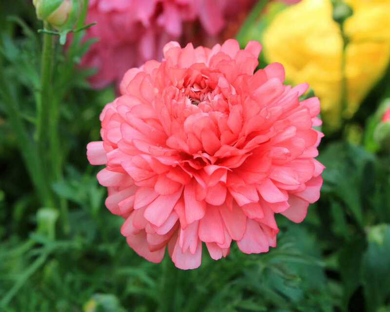Pink Ranunculus Flower — Calm, Afternoon, Photograph, Green Leaves