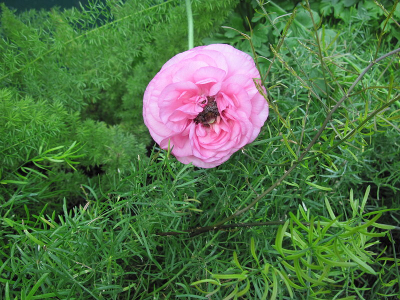 Pink Ranunculus Flower — Calm, Afternoon, Photograph