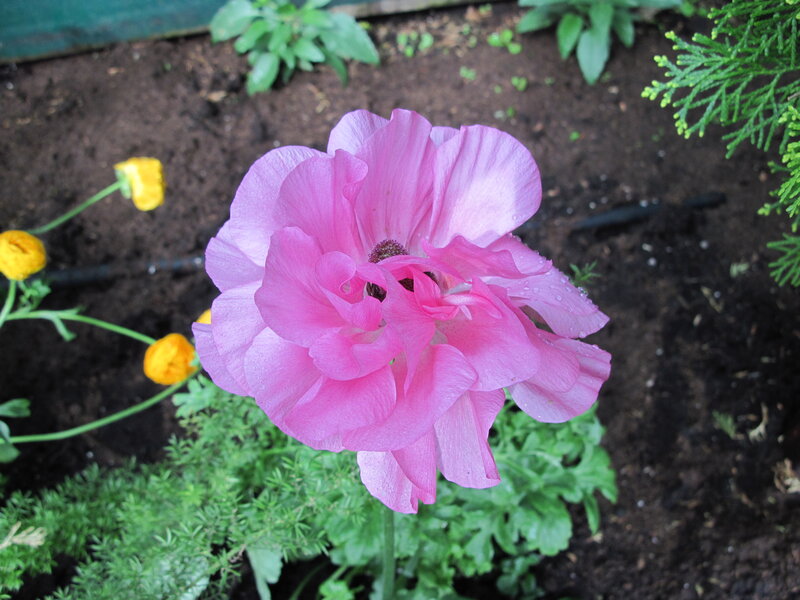 Pink Ranunculus Flower — Calm, Afternoon