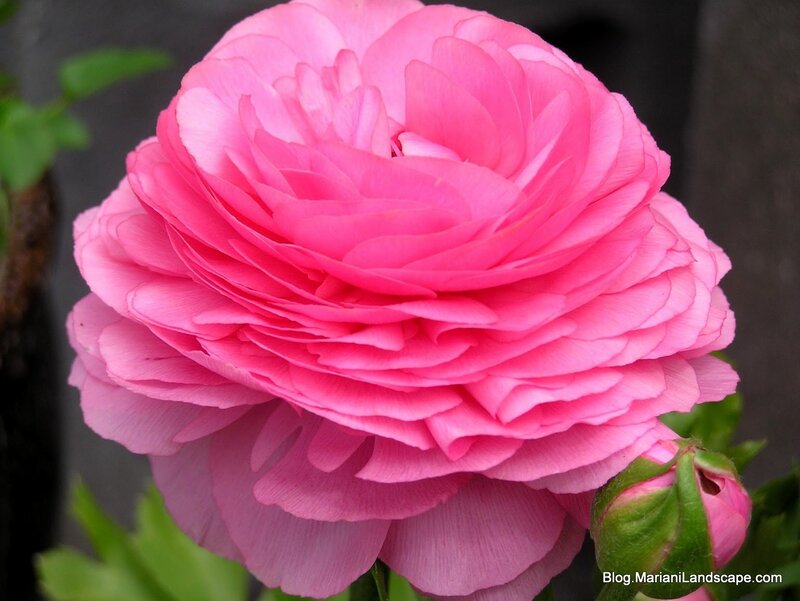Pink Ranunculus Flower — Calm, Photograph, Bud