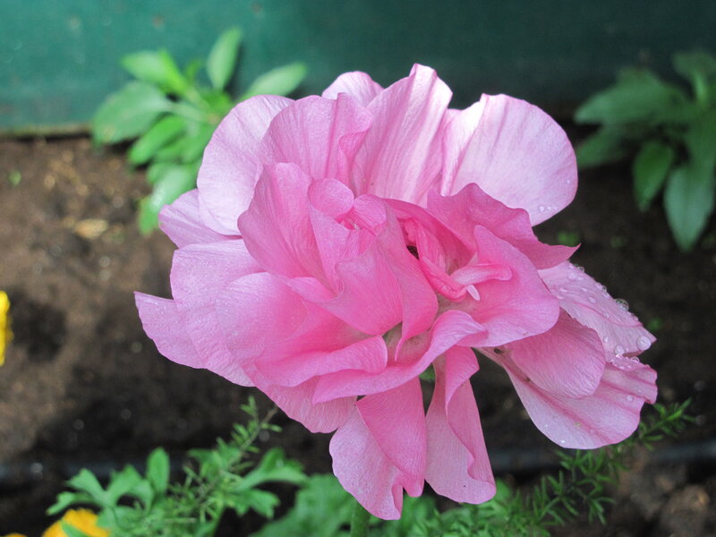 Pink Ranunculus Flower — Calm, Photograph