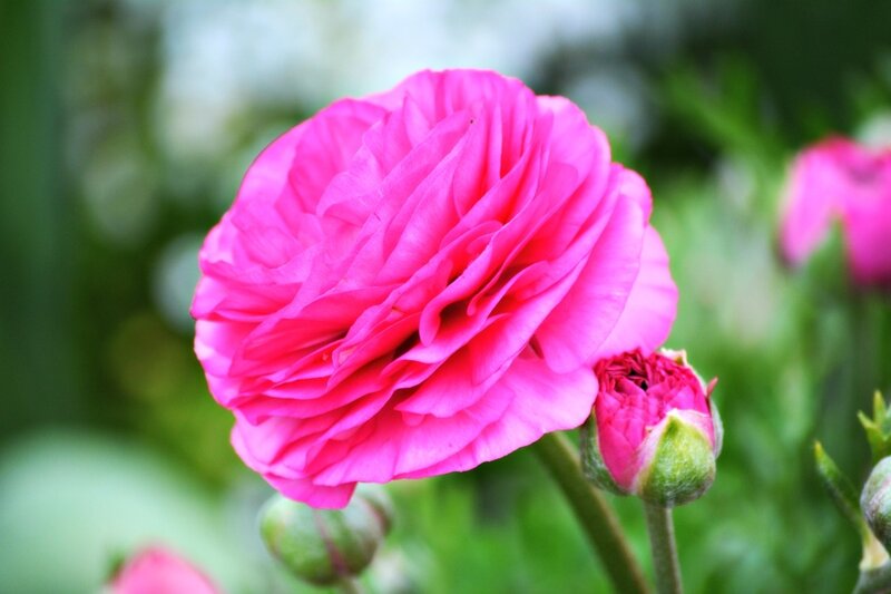Pink Ranunculus Flower — Calm, Spring, Photograph, Bud
