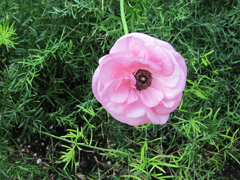 Pink Ranunculus Flower — Calm, Spring, Photograph, Green Foliage