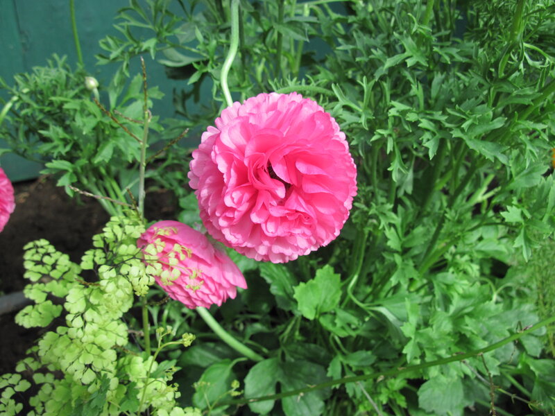 Pink Ranunculus Flower — Calm, Spring, Photograph, Green Leaves, Ferns