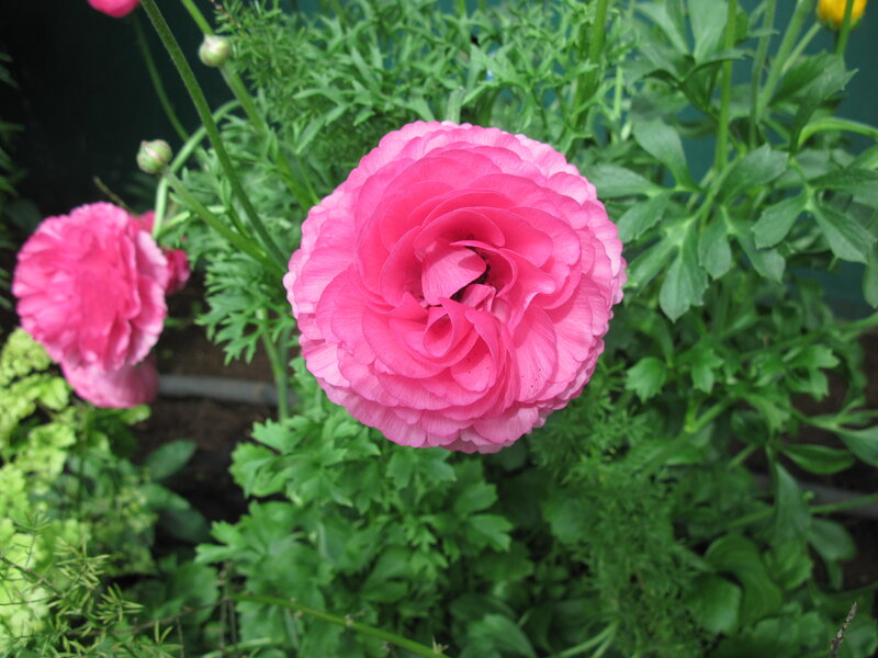 Pink Ranunculus Flower — Calm, Spring, Photograph, Green Leaves