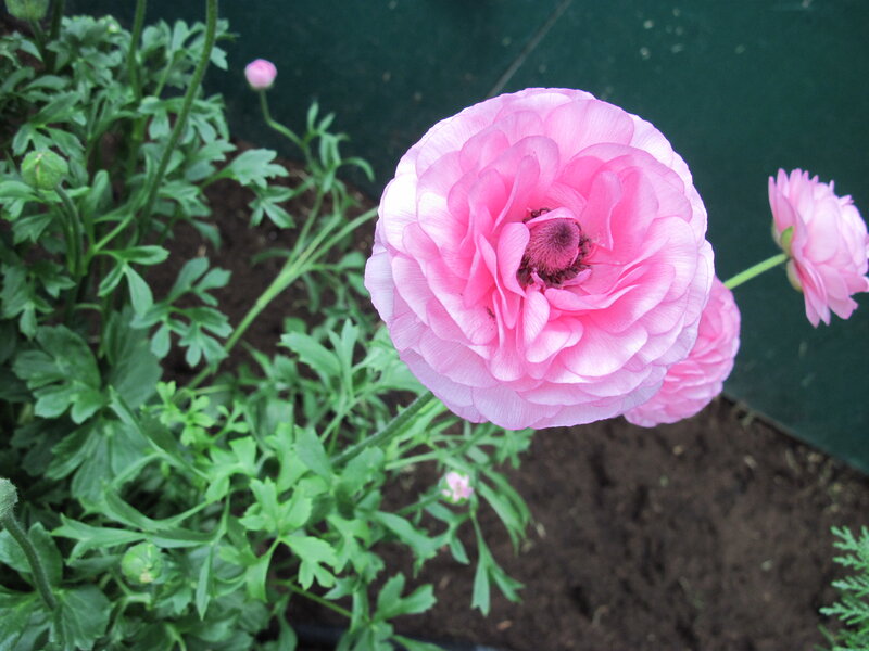Pink Ranunculus Flower — Calm, Spring, Photograph
