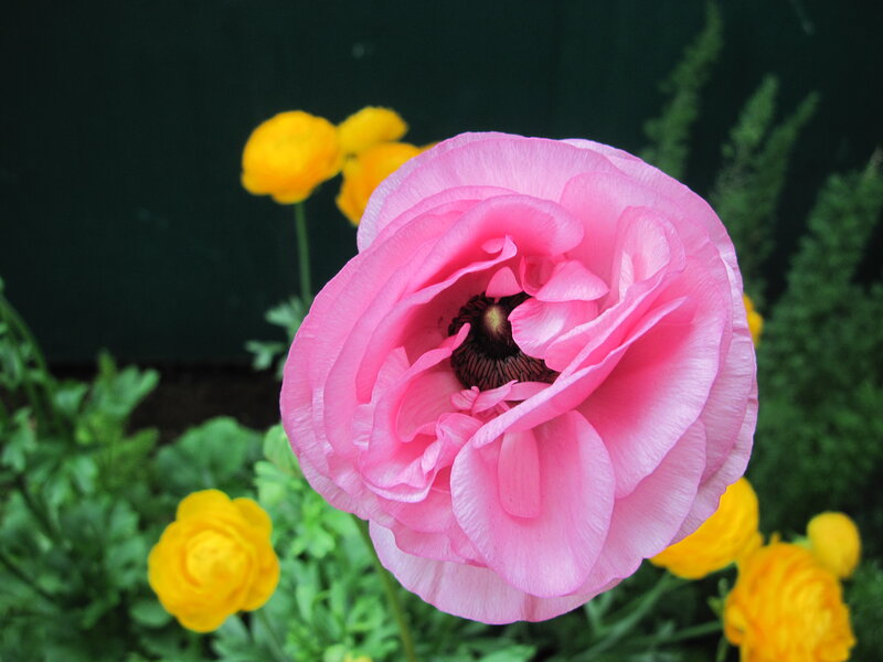 Pink Ranunculus Flower — Calm, Spring