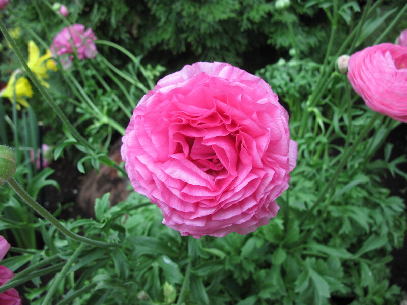 Pink Ranunculus Flower — Calm