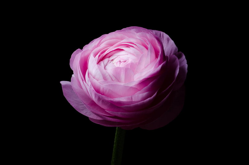 Pink Ranunculus Flower — Dramatic, Photograph