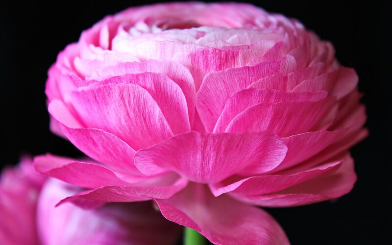 Pink Ranunculus Flower — Dramatic