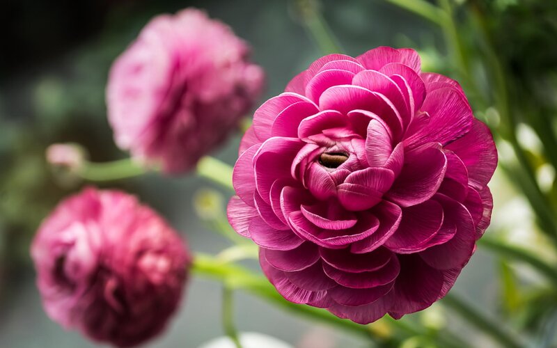 Pink Ranunculus Flower — Magenta, Calm