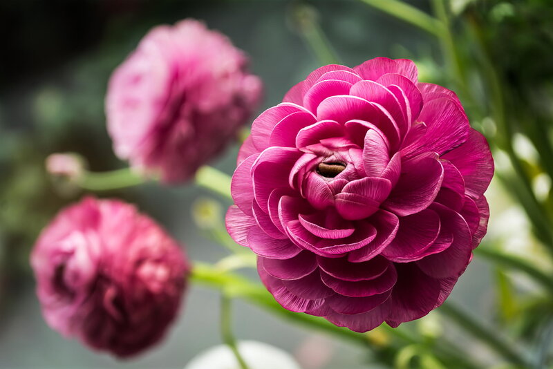 Pink Ranunculus Flower — Magenta, Serene, Photograph