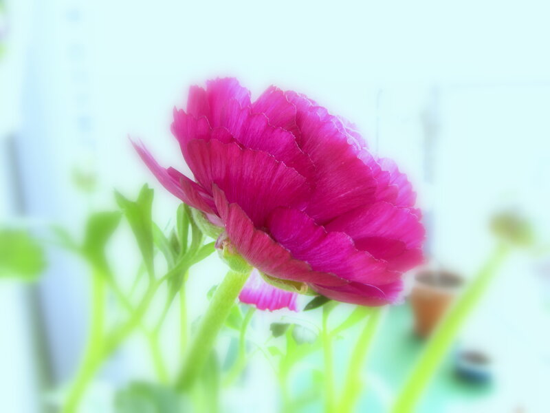 Pink Ranunculus Flower — Magenta, Serene