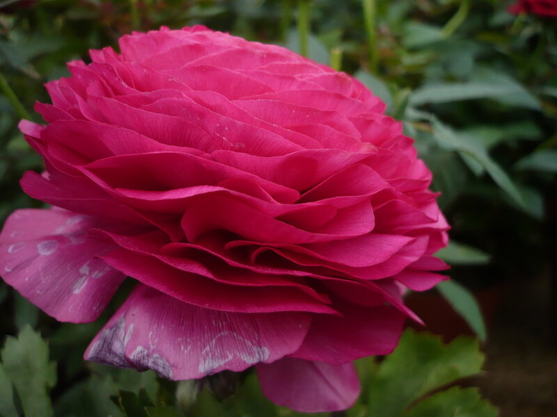 Pink Ranunculus Flower — Magenta