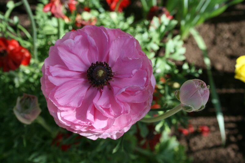 Pink Ranunculus Flower — Serene, Afternoon, Photograph, Bud