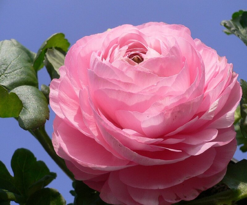 Pink Ranunculus Flower — Serene, Afternoon, Photograph, Green Leaves
