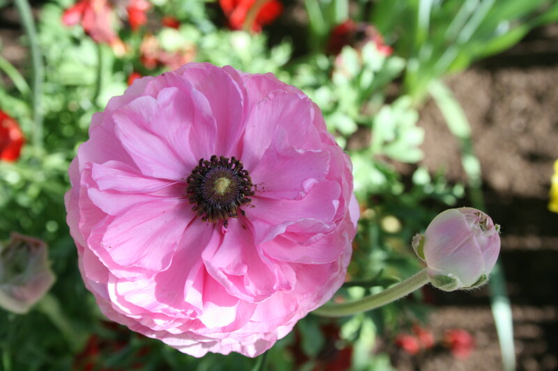Pink Ranunculus Flower — Serene, Afternoon, Photograph