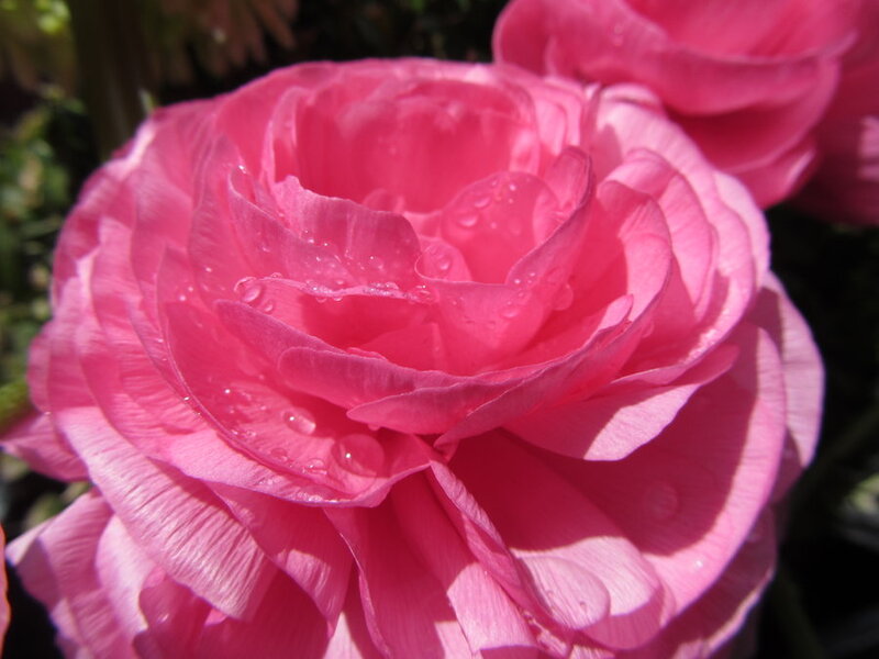 Pink Ranunculus Flower — Serene, Afternoon