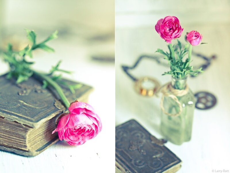 Pink Ranunculus Flower — Serene, Photograph, Book