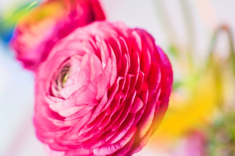 Pink Ranunculus Flower — Serene, Photograph, Petals