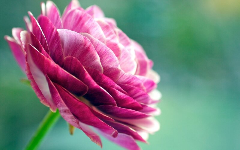 Pink Ranunculus Flower — Serene, Photograph, Stem, Green Background