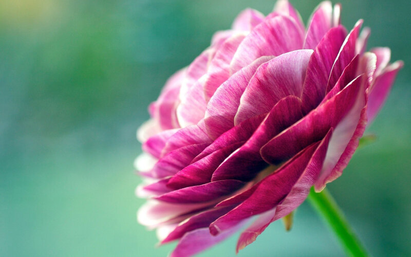 Pink Ranunculus Flower — Serene, Photograph, Stem