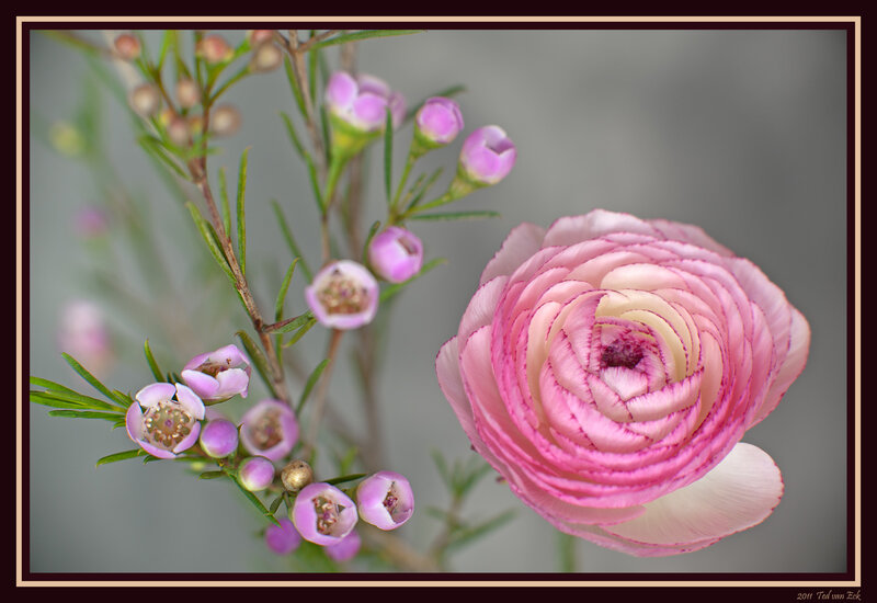 Pink Ranunculus Flower — Serene, Photograph
