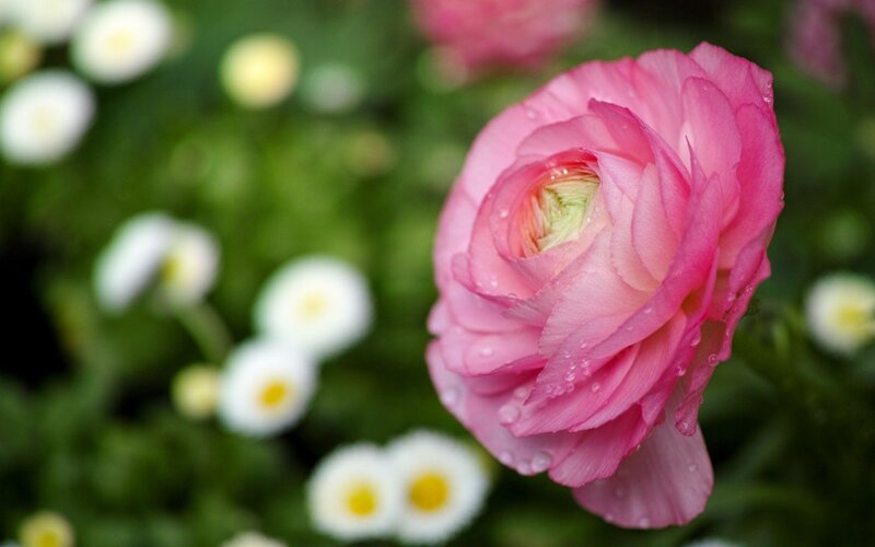 Pink Ranunculus Flower — Serene, Spring, Photograph, Daisies, Green Leaves