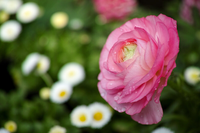 Pink Ranunculus Flower — Serene, Spring, Photograph, Daisies